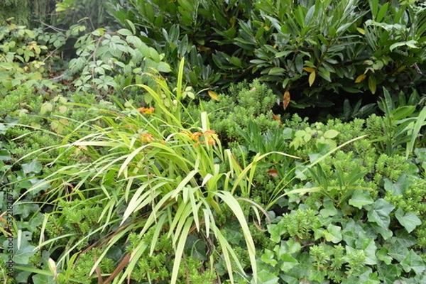 Fototapeta Lush green foliage in church grounds 