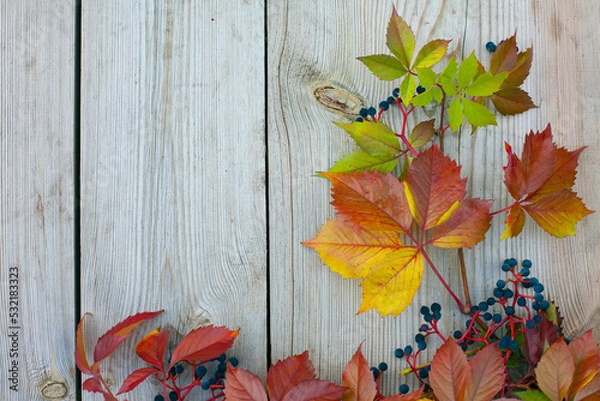 Fototapeta Beautiful autumn background. Autumn leaves frame over wooden background. Bright red leaves of wild wine Parthenocissus.