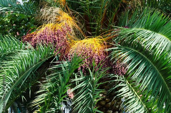 Fototapeta Dates - Palm fruits on a background of green leaves. Horizontal orientation. Selective focus.