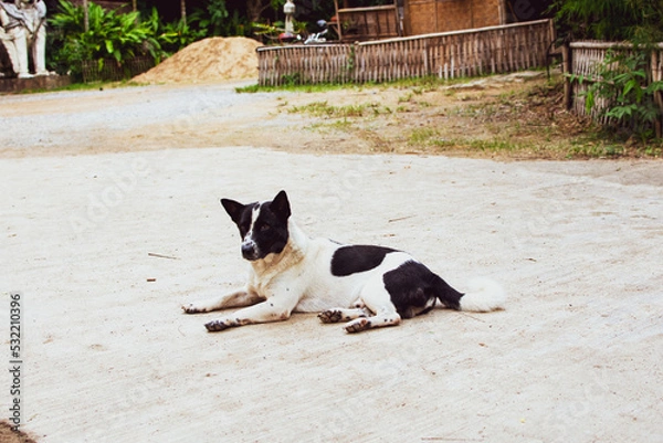 Obraz Dog on the floor