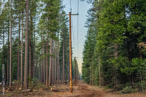 Fototapeta Power lines running through a long straight section of cut down forest