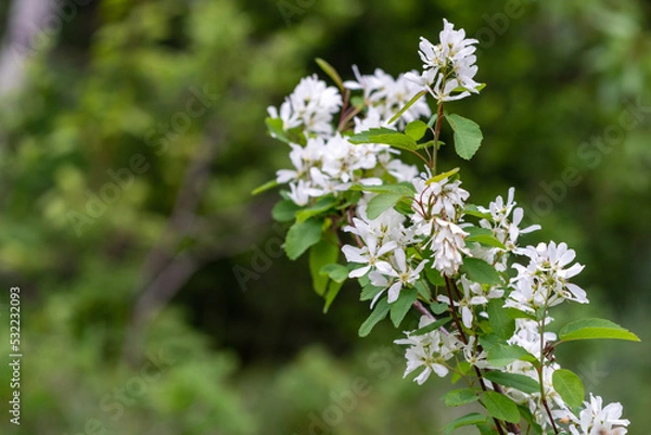 Obraz Close up, selective focus of Western Serviceberry, also known as sahdbushes, a white wildflower