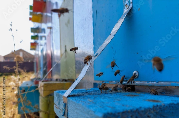 Fototapeta Busy bees at the entrance to the wooden hive. A group of bees crawling at the entrance. Busy work of honey insects near the hive. Production of natural organic raw materials. A pallet of bees.