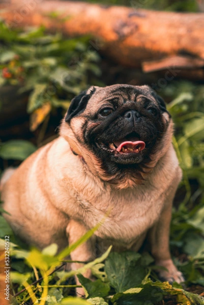 Fototapeta Pug dog with an open mouth and his tongue sticking out and sitting in the grass of the forest on a sunny day.
