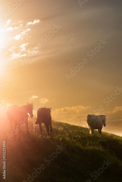 Obraz cows in the field at sunset
