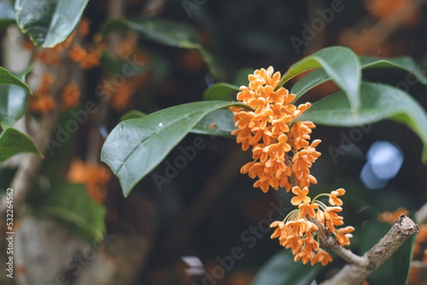 Obraz 日本の秋10月ごろに咲き始める香りの強い可愛い金木犀 キンモクセイの花