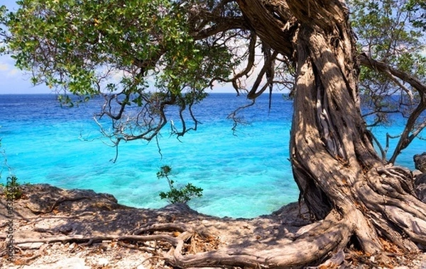 Obraz ancient tree on the waterfront