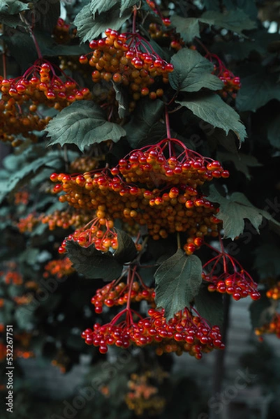 Obraz red berries on a tree