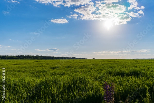 Obraz field and sky