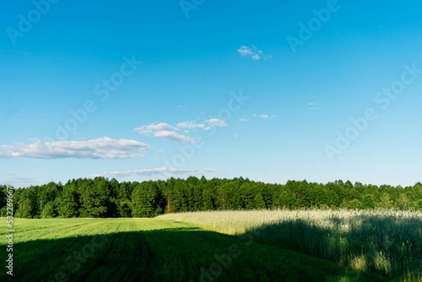 Obraz field and blue sky