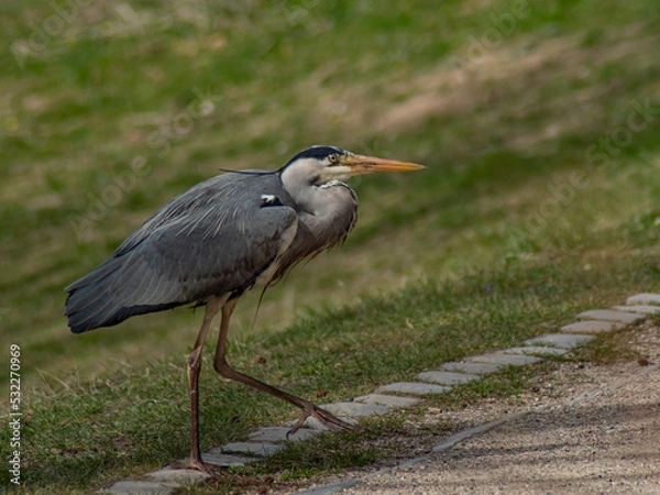 Fototapeta Heron stalking
