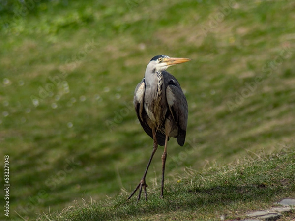 Fototapeta Heron walking