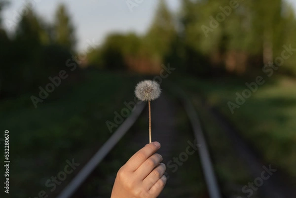 Obraz dandelion in a hand against the backdrop of the railway