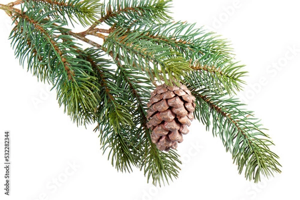 Obraz Fir branch with pine cone , transparent background