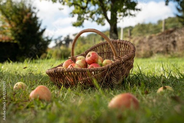 Fototapeta Basket filled with apples on a meadow orchard with apples in the foreground