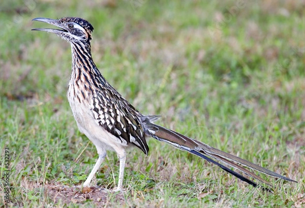 Obraz greater roadrunner