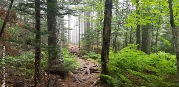Fototapeta Foggy view between trees on a trail in Acadia National Park