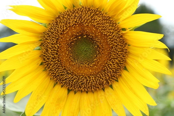 Obraz 大きなひまわり