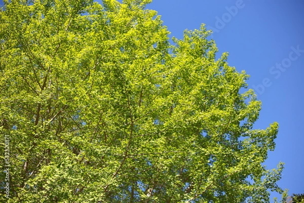 Obraz 青空と新緑