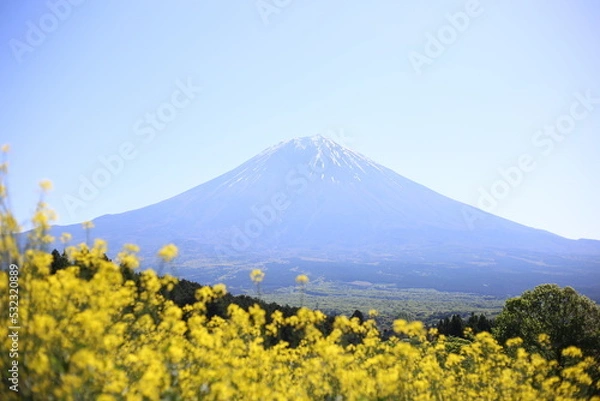 Obraz 富士山と菜の花
