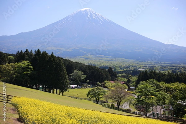 Obraz 夏の富士山