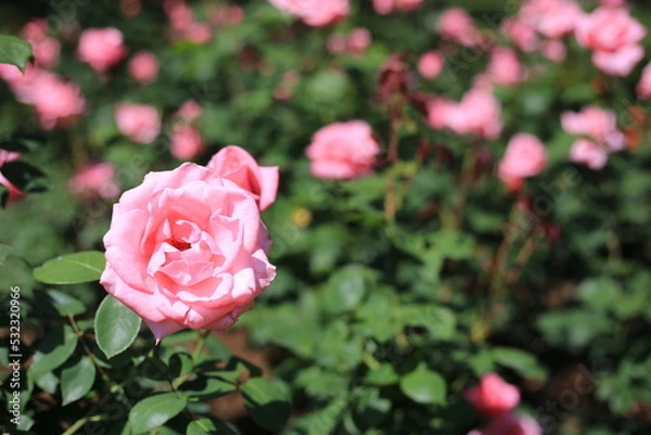 Obraz ピンクのばら