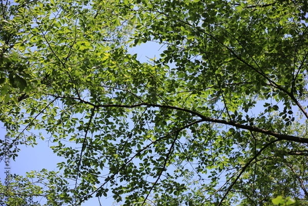 Obraz 晴れた日の森林