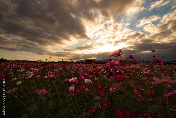 Fototapeta 夕方の秋桜