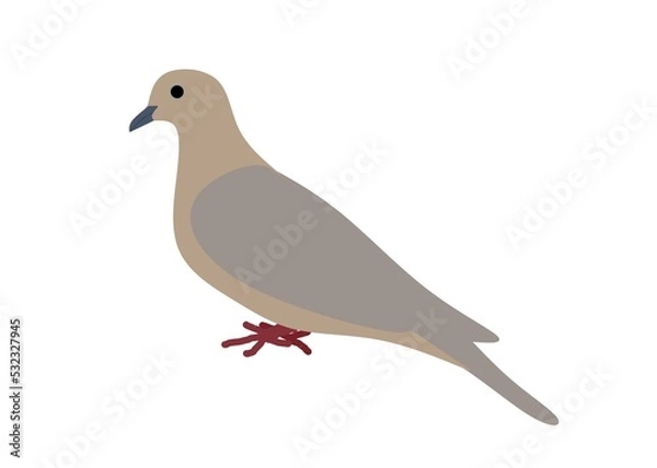 Obraz pigeon isolated on white background
