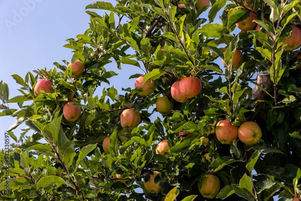 Obraz Apples on a tree in an orchard