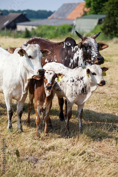 Obraz Herde Zwergzebus mit Kälbchen