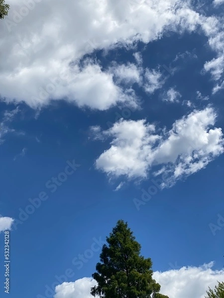 Fototapeta The tree and the September sky from Tokyo downtown.  Year 2022
