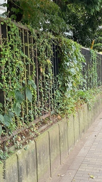 Fototapeta The iron fence full of ivy, the exterior sidewalk of the university in Tokyo, The Tokyo University of Arts, “Geidai”.  Year 2022
