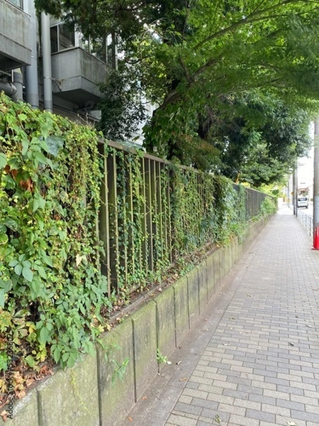 Fototapeta The iron fence full of ivy, the exterior sidewalk of the university in Tokyo, The Tokyo University of Arts, “Geidai”.  Year 2022
