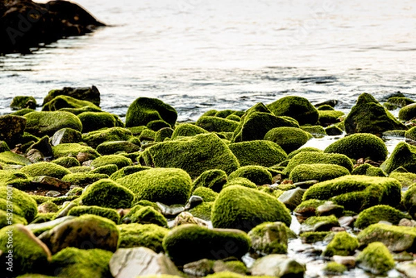 Obraz moss on beach rocks