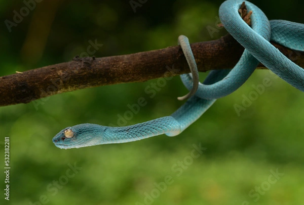Fototapeta Trimeresurus insularis, Indonesian pit viper, Lesser Sunda Islands pit viper, Sunda white lipped pit viper is a venomous pit viper species found in eastern Java and the Lesser Sunda Islands, Indonesia