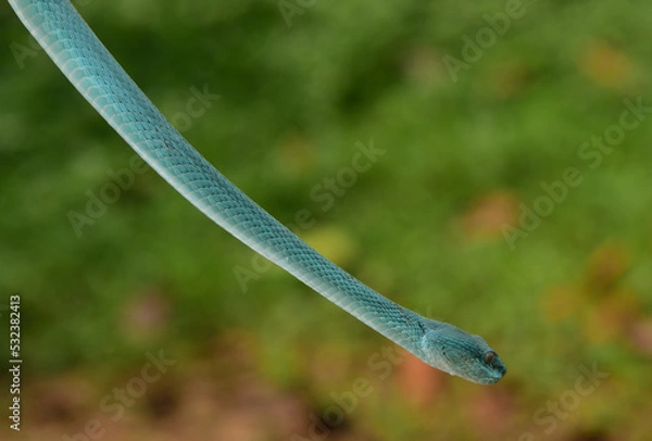 Fototapeta Trimeresurus insularis, Indonesian pit viper, Lesser Sunda Islands pit viper, Sunda white lipped pit viper is a venomous pit viper species found in eastern Java and the Lesser Sunda Islands, Indonesia