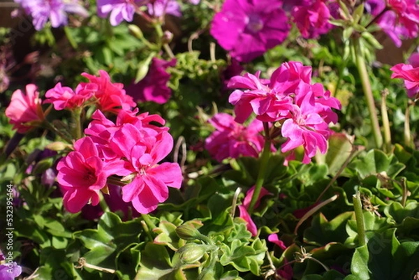 Fototapeta Close shot of magenta colored flowers of ivy-leaved pelargonium in mid September