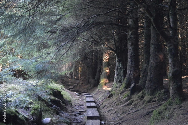 Obraz path in the woods