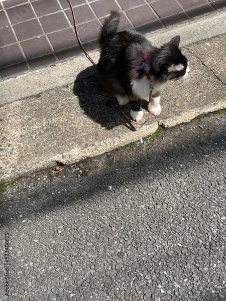 Fototapeta Cute cat on the street of narrow path Tokyo, year 2022 Nezu district