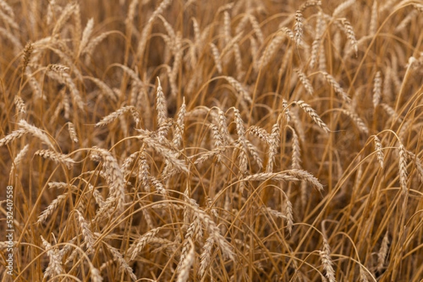 Obraz Ripe ears of wheat in a field on a background in gold tones