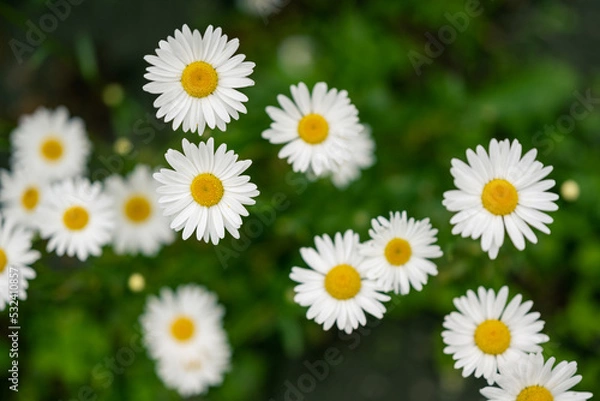 Fototapeta Daisies in the field. Selective focus.