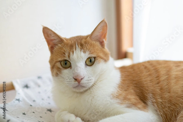 Fototapeta 見つめる猫　茶トラ白