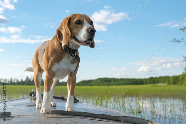 Obraz beagle hunting dog swims on the bow of the boat on the lake. against the blue sky, lake and forest.