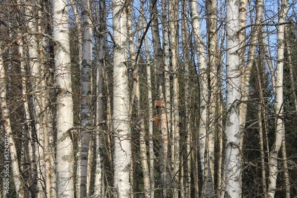 Fototapeta Birch trees