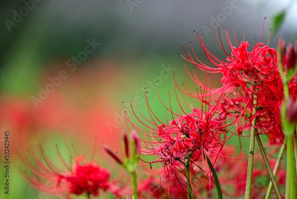 Obraz 秋のお彼岸に咲く真っ赤な彼岸花
