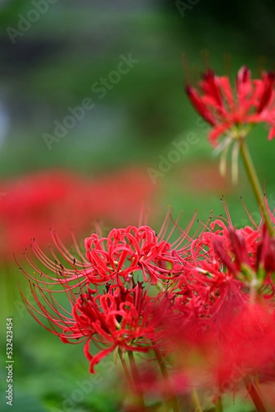 Obraz 秋のお彼岸に咲く真っ赤な彼岸花
