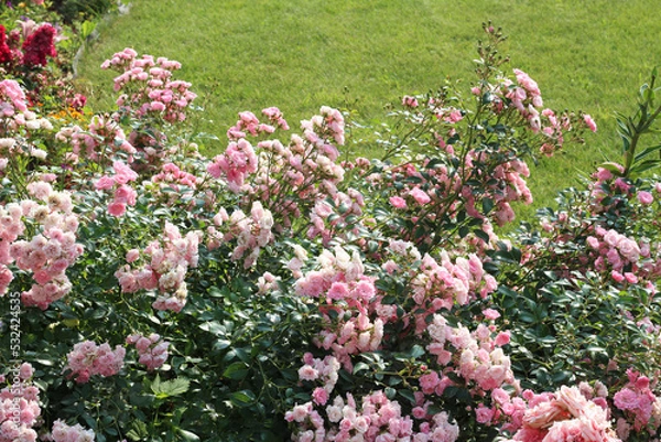 Fototapeta Groundcover Rose The Fairy in the garden. selective focus