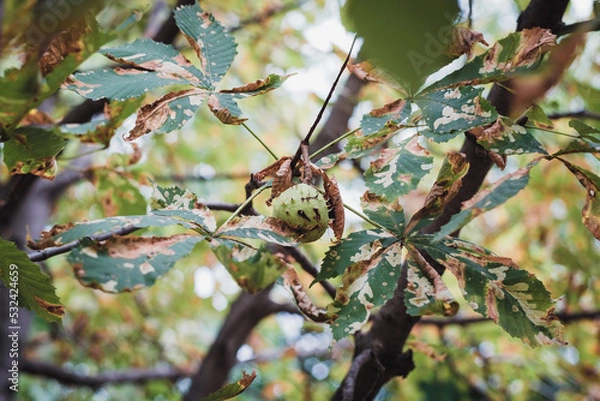 Obraz Withering chestnut leaves and ripe chestnut fruit