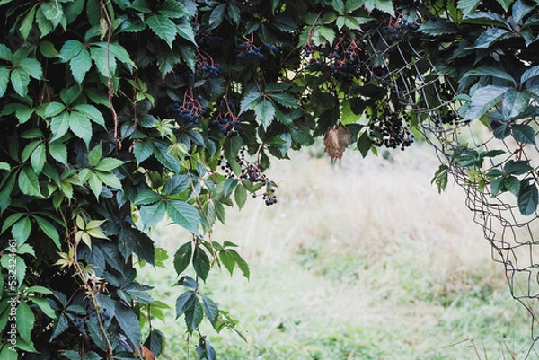 Obraz A fence overgrown with blue grapes. Autumn season